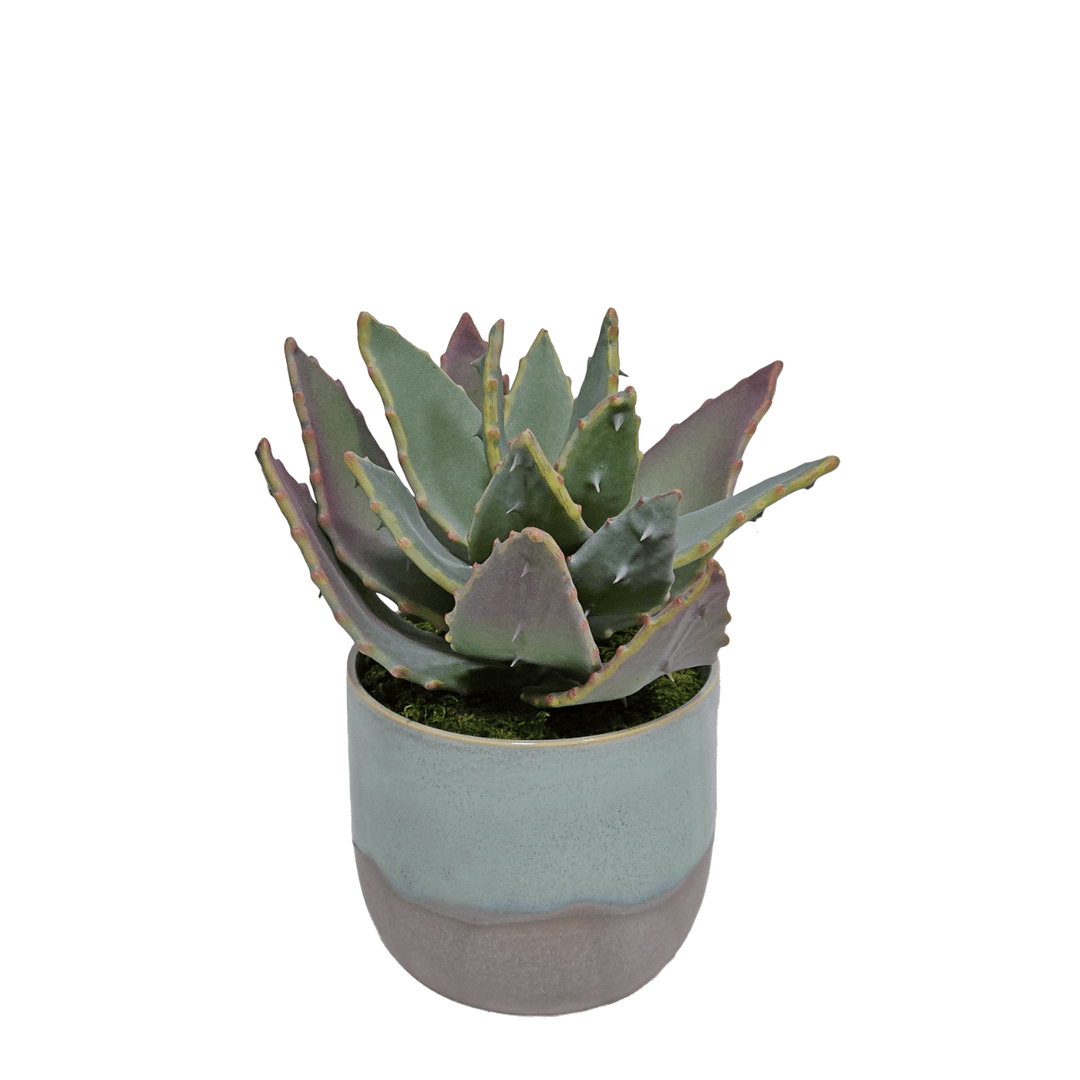 Spikey Succulent in Glazed Ceramic 8"H - LDF Silk