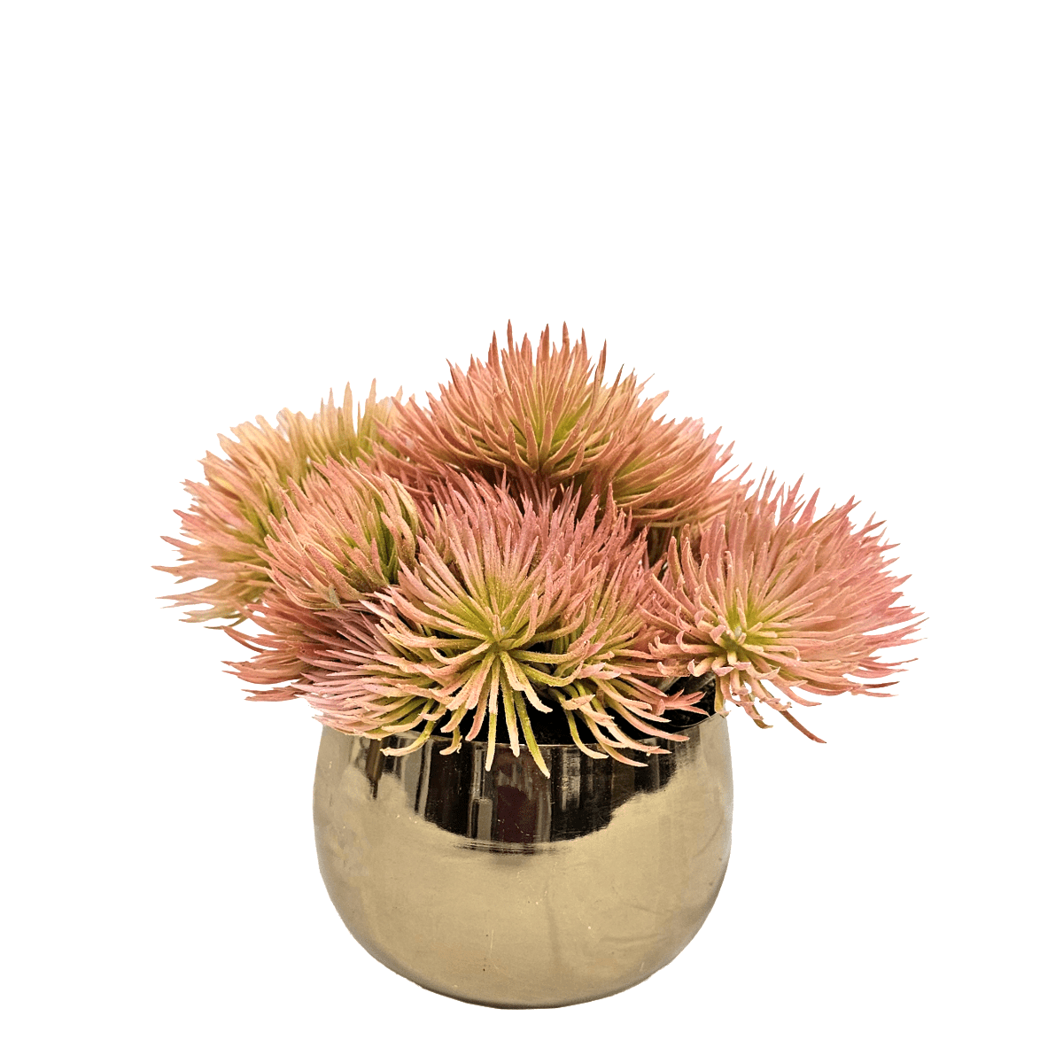 small round succulent Spikey Succulent in Small Round Container. 8"H – LDF Silk