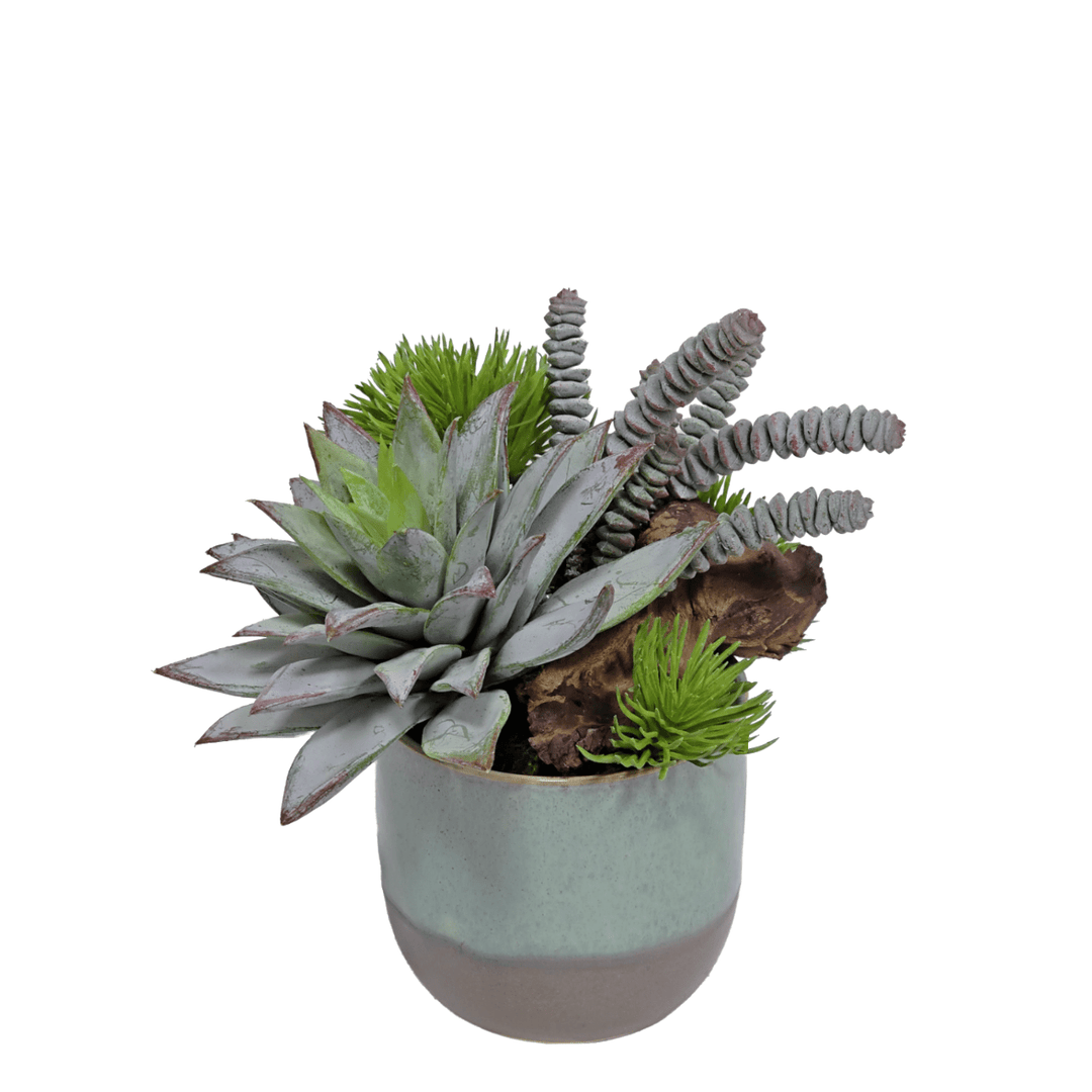 Succulent with Burro's Tail and Wood Fragment in Ceramic 9"H - LDF Silk