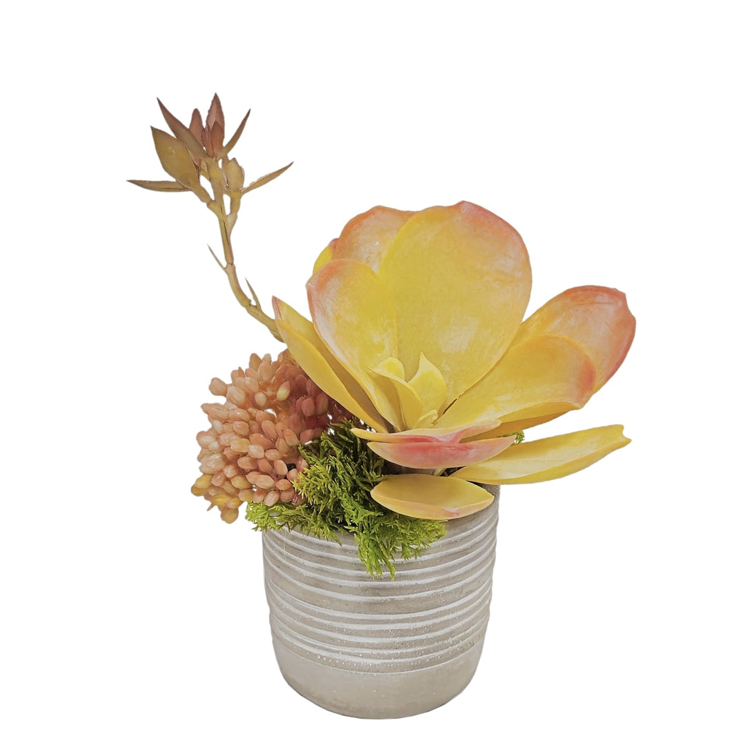 Succulent with Sedum in Container FH: 8"H - LDF Silk