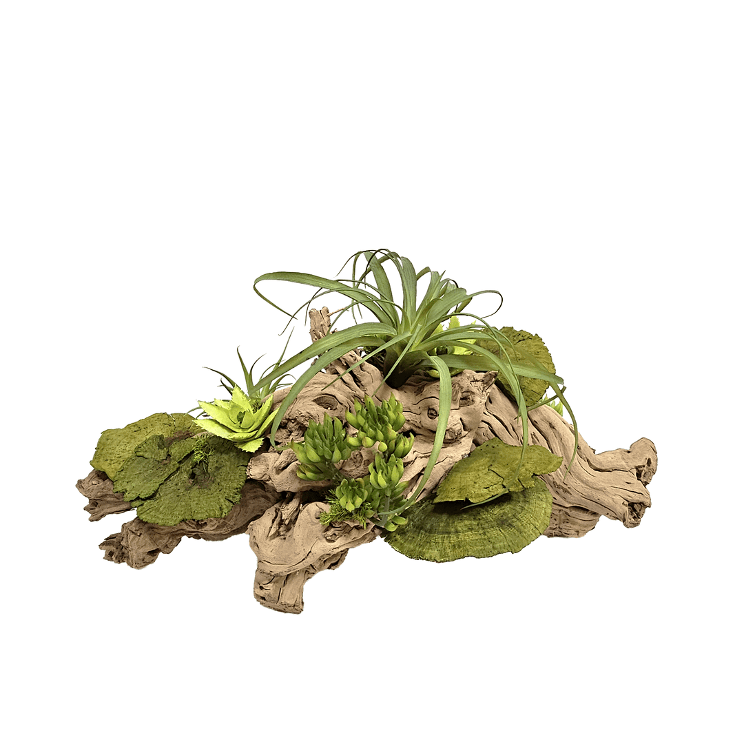 Tillandsia, Succulents and Dried Mushrooms on Grapewood Root 14"H - LDF Silk