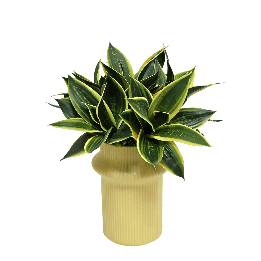 Variegated Sansevieria in Vase 15"H - LDF Silk