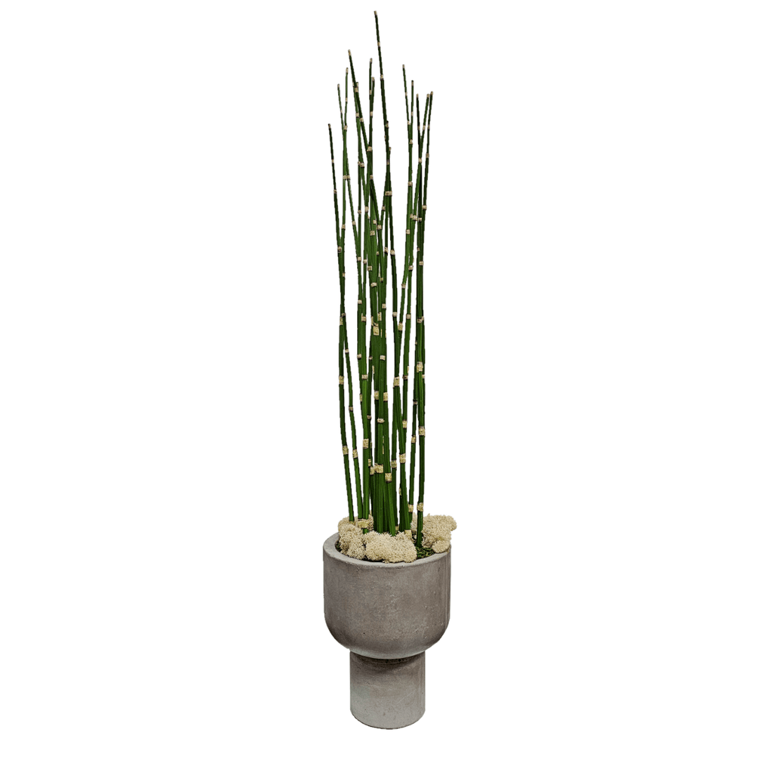Water Bamboo with Reindeer Moss in Concrete Vase. FH: 34" - LDF Silk