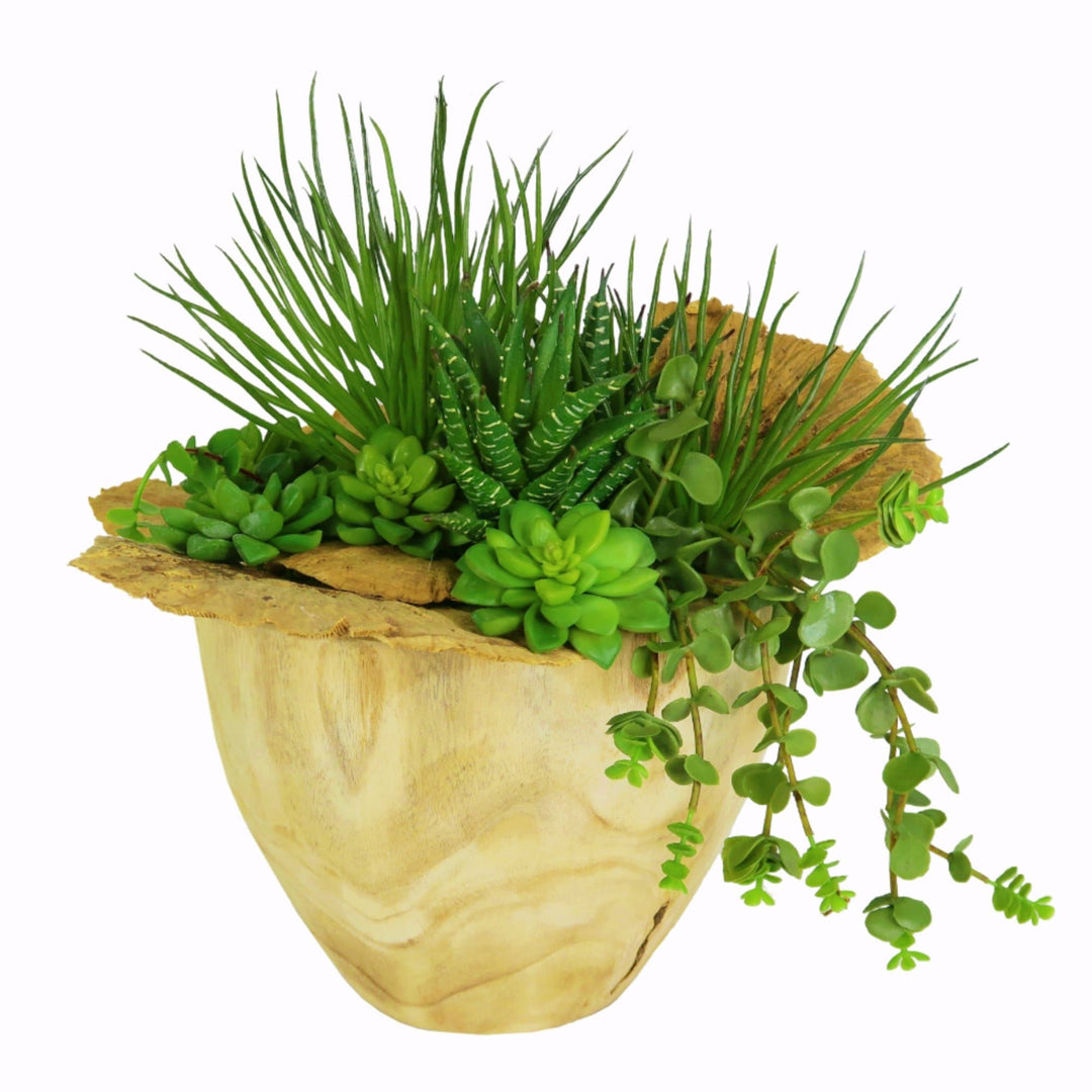 Spikey Tillandsia, Succulents, Sponge Mushrooms and Hanging Succulent Vine in Bowl