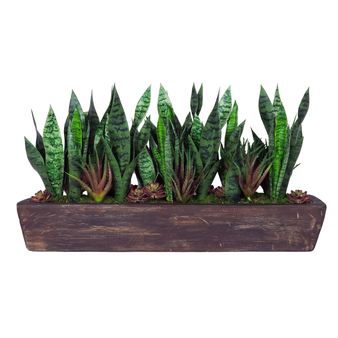 Sansevieria with Aloe in Container