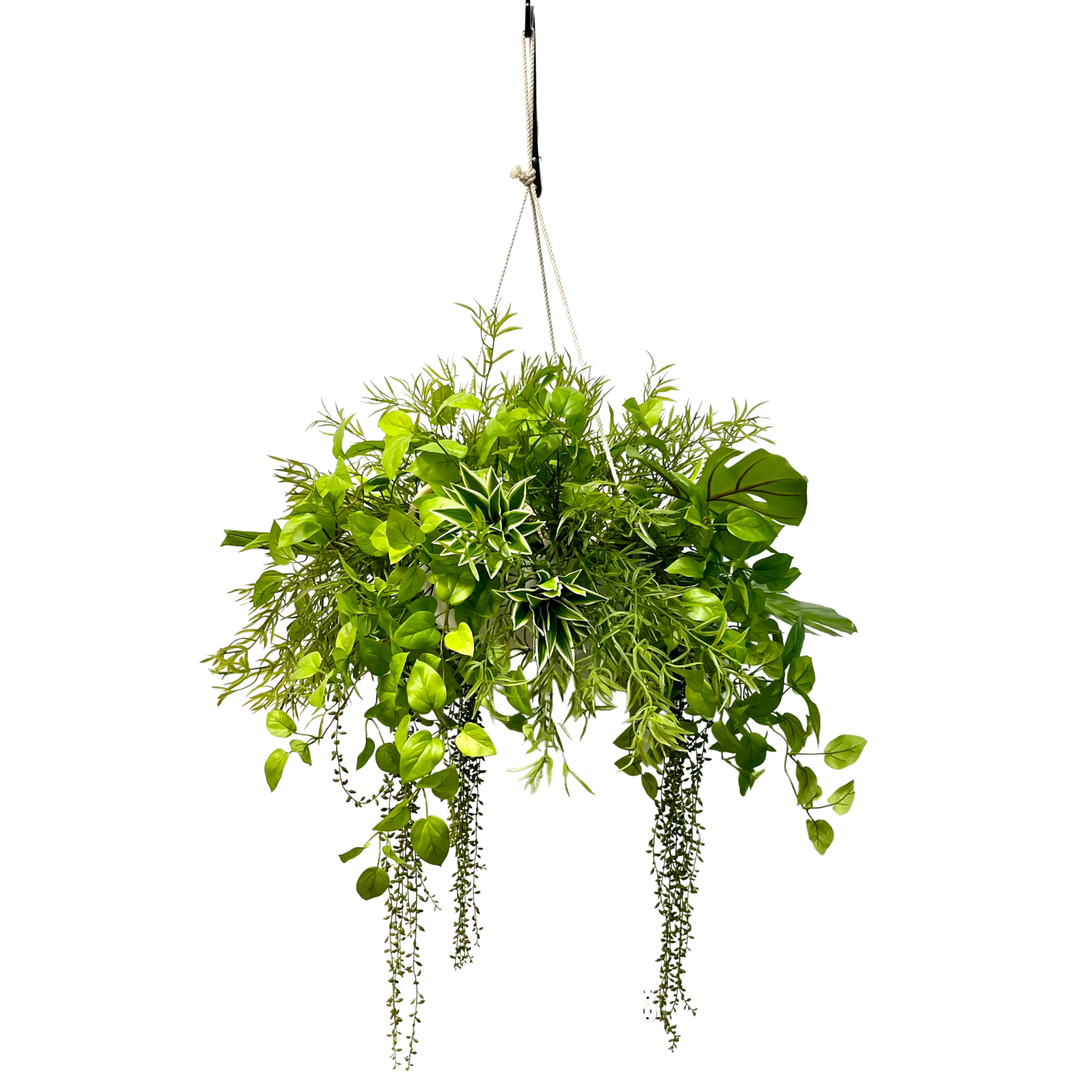 Pothos, Philo leaf, Tradescantia and String of Pearls in Hanging Bowl