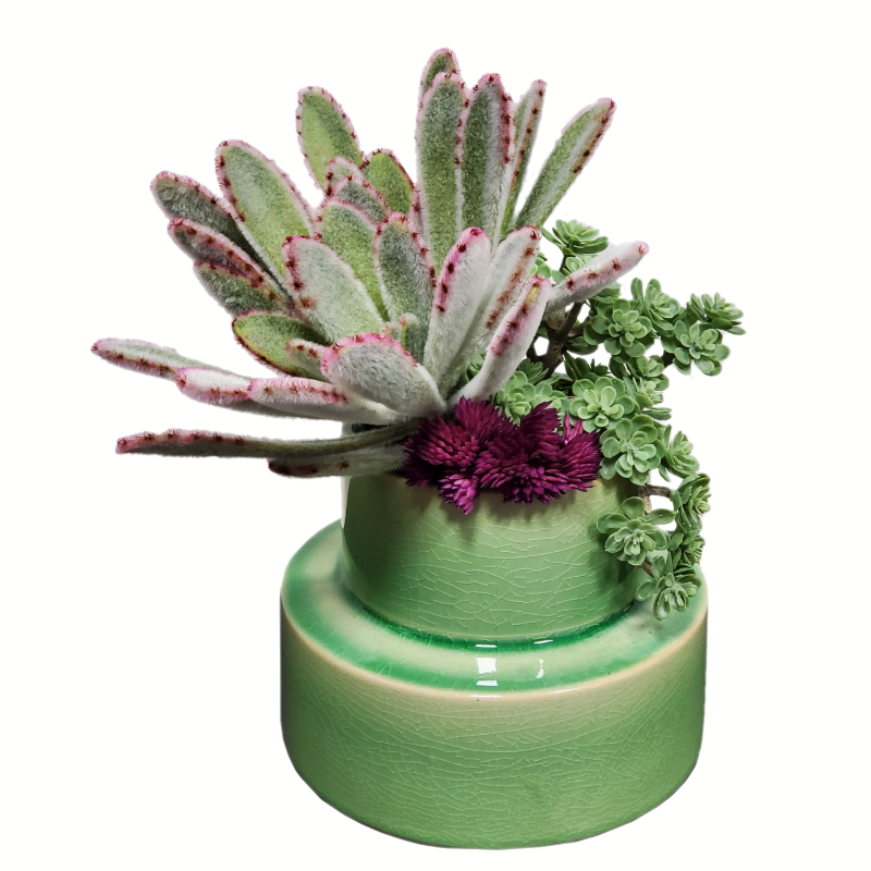 Panda Succulent with Sedum and Seed Clusters in Ceramic 9"H