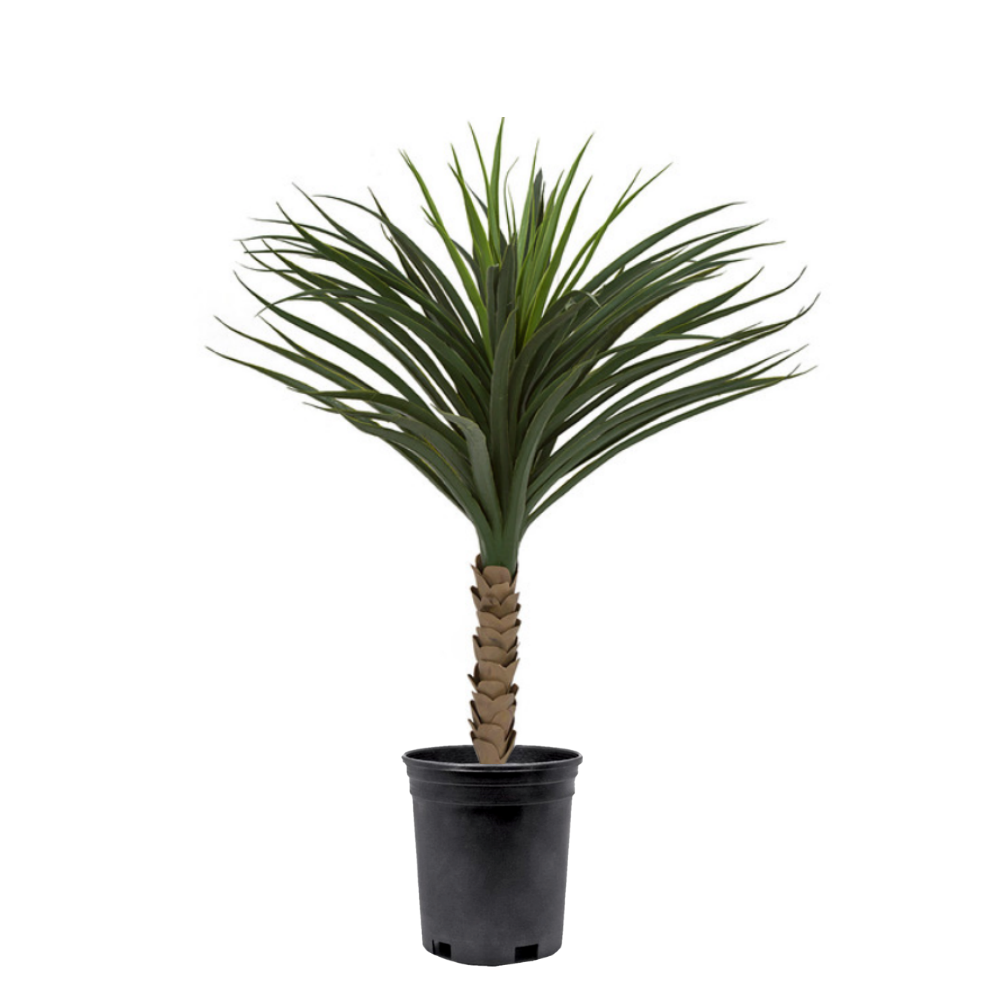 UV Polyblend Outdoor Yucca in Growers Pot