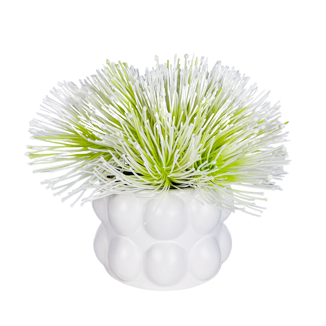 Sea Urchin Flowers in Pot