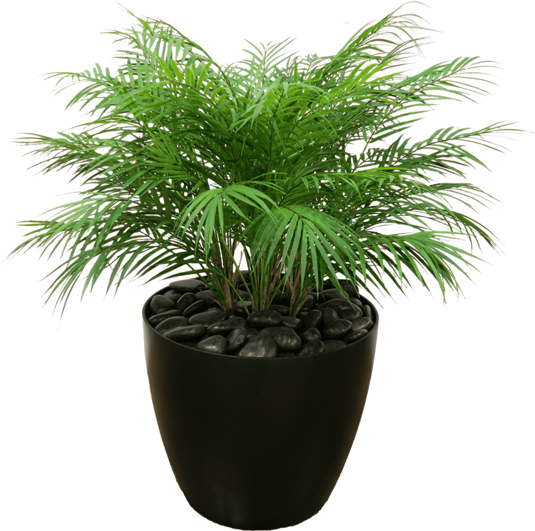 Areca Palm Bush in Container 36"H - LDF Silkplants