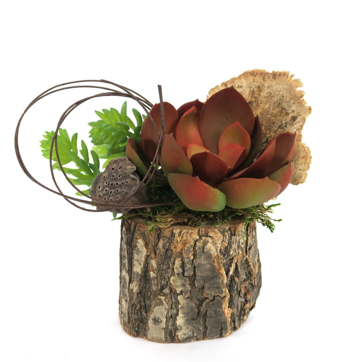 Echeveria, Mushroom and Looped Vine in Pot 6"H - LDF Silksucculents