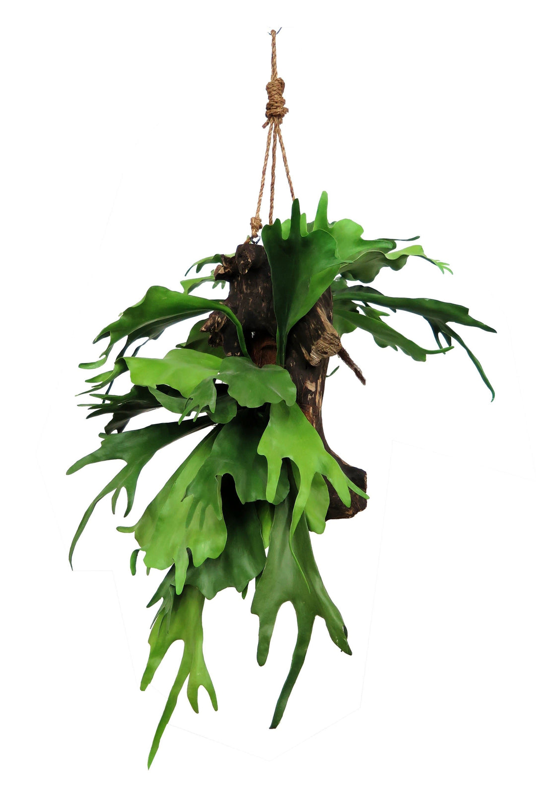 Hanging Staghorn Ferns and Coconut Leaf Bark with Rope