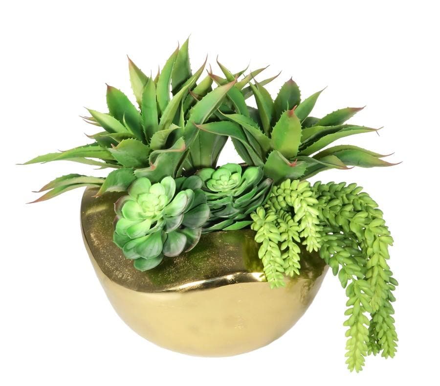 Mixed Succulents in Pot