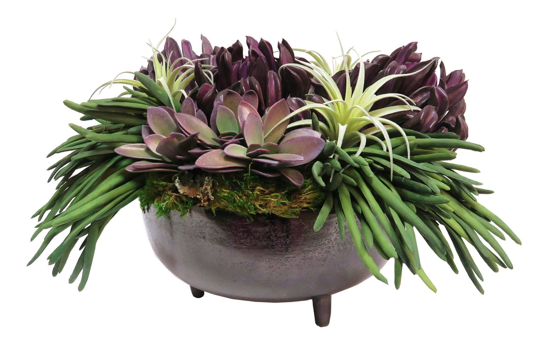 Succulents in Pot