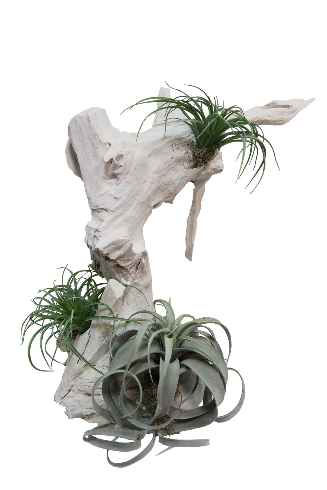 Tillandsia with Spanish Moss on Ghostwood Sculpture