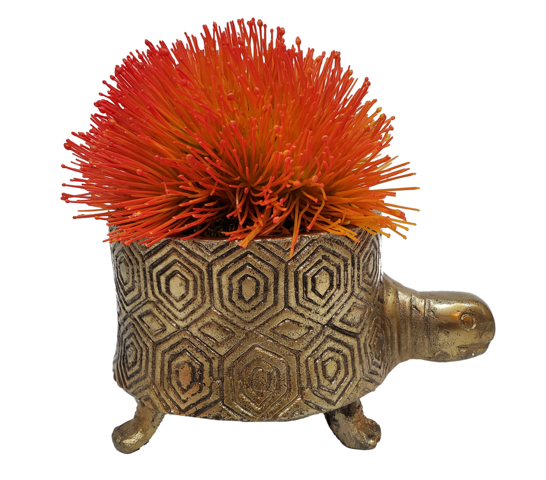 Protea in Turtle Planter