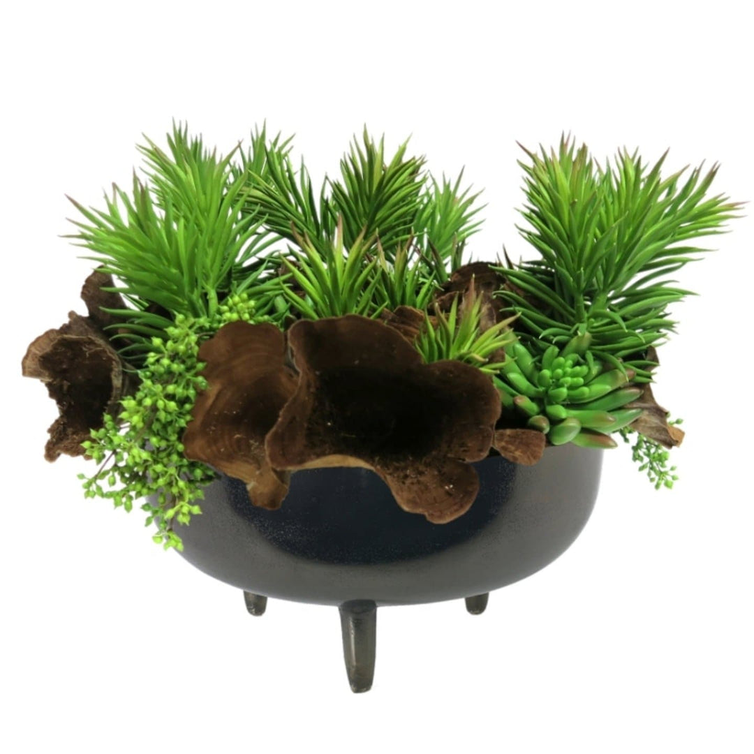 Needle Succulents and Wood Ear Mushroom in Bowl