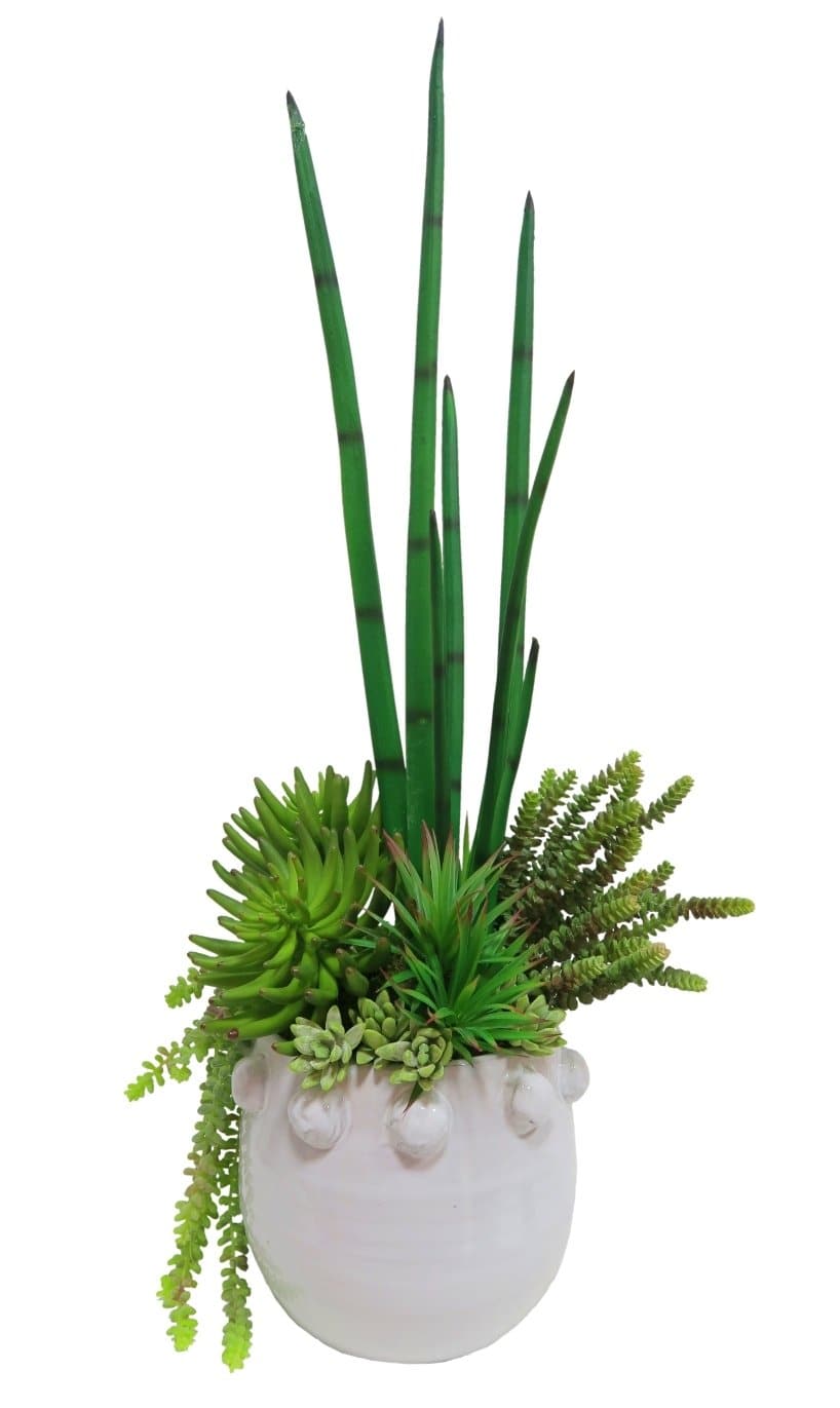 Snake Plant and Mixed Succulents in Container
