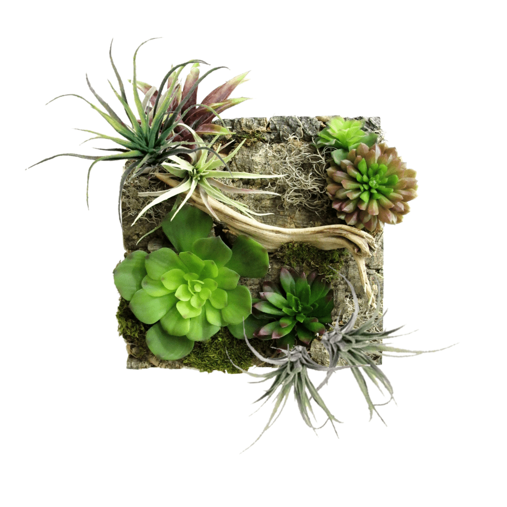 Mixed Succulents with Moss and Ghostwood on Natural Wood Cork - LDF SilkSucculent