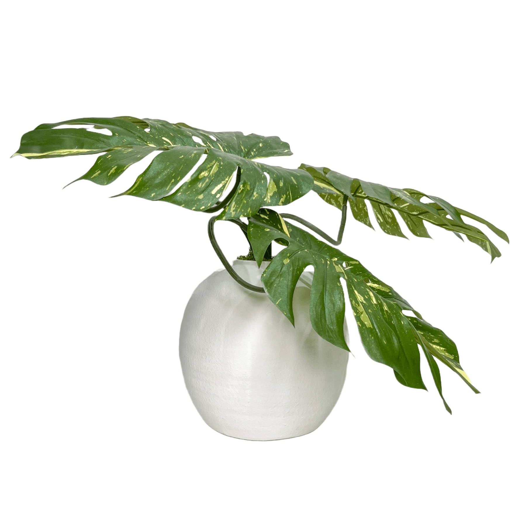 monstera plant vase Monstera leaves in Vase FH: 19"H – LDF Silk
