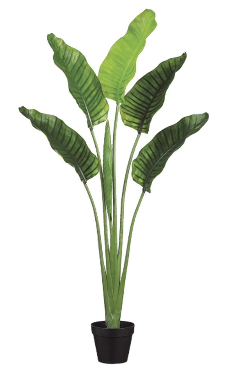 Outdoor Bird of Paradise in Growers Pot - FH: 64"