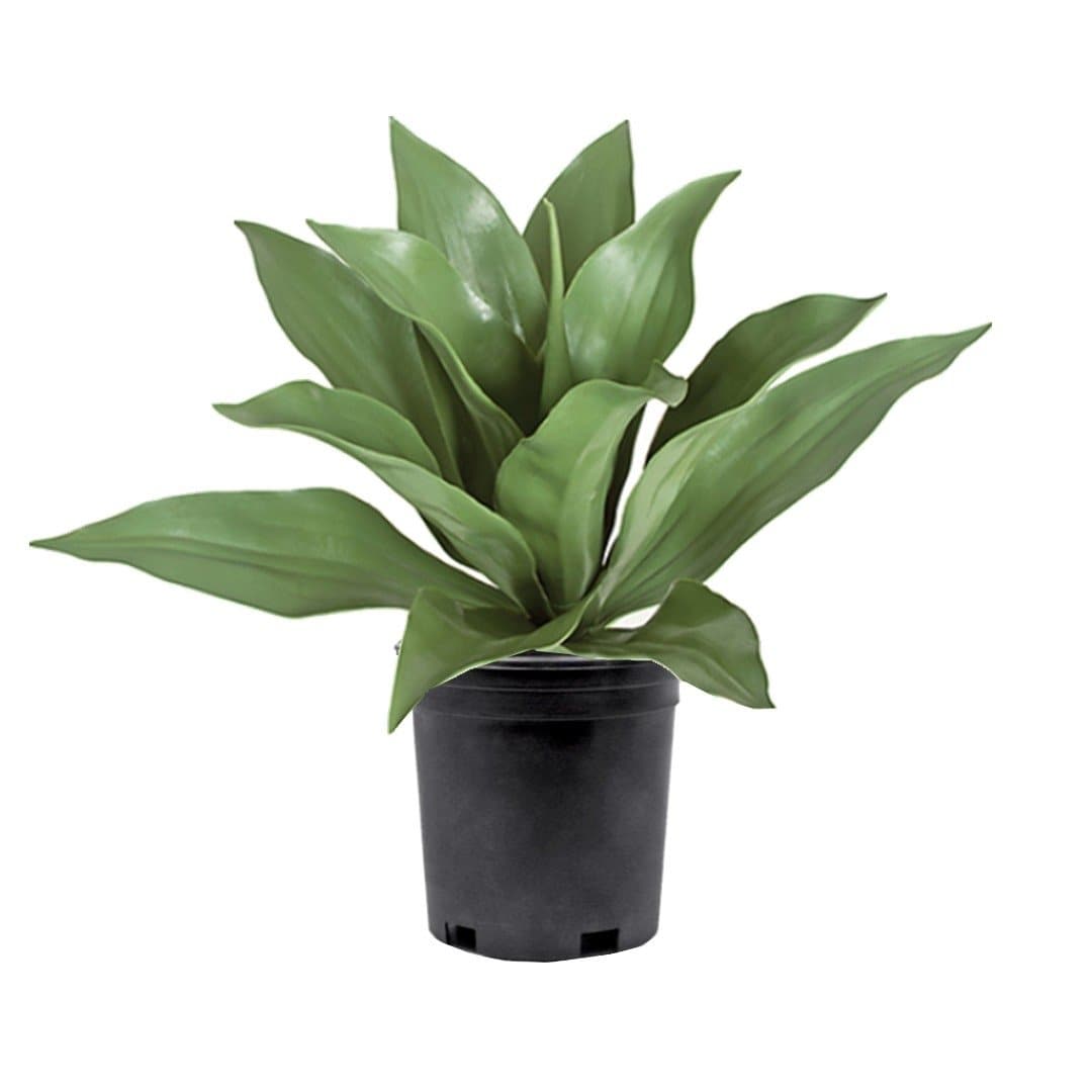 UV Protected Outdoor Agave in Growers Pot 23"H