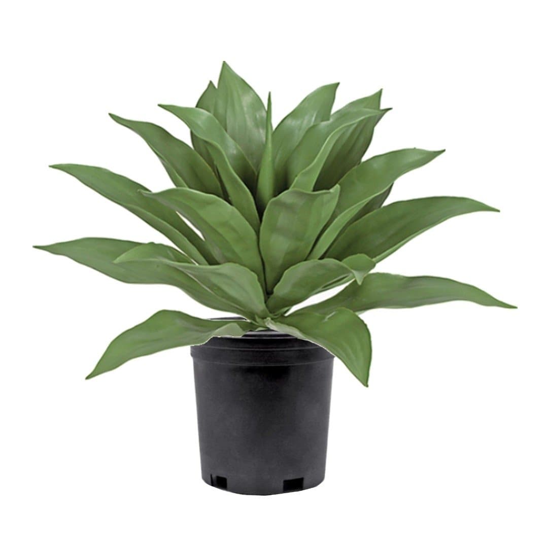 Outdoor Agave in Growers Pot 23"H