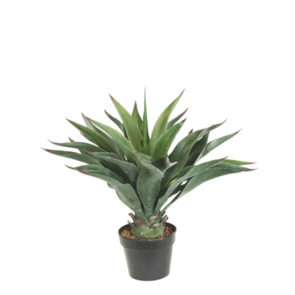 Outdoor Aeonium in Grow Pot 24"H - LDF SilkArtificial Flora