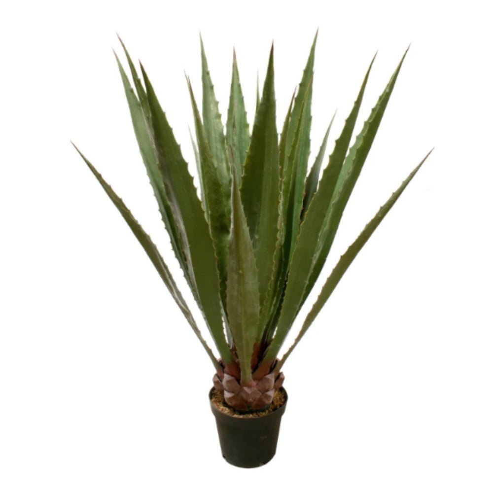 Outdoor Agave in Grow Pot 48"H - LDF Silksucculents