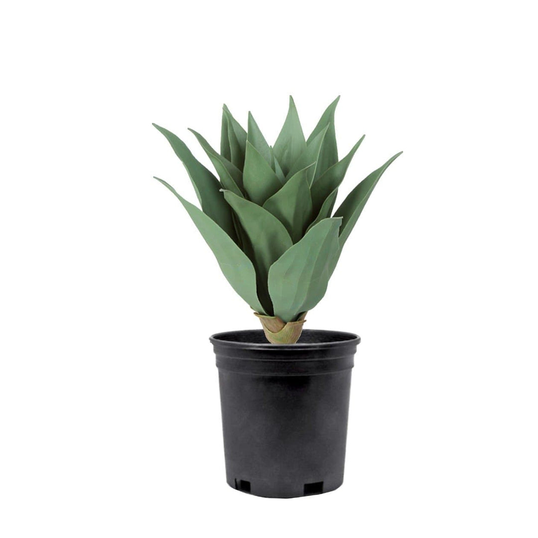 Outdoor Agave in Grow Pot - LDF Silkplants