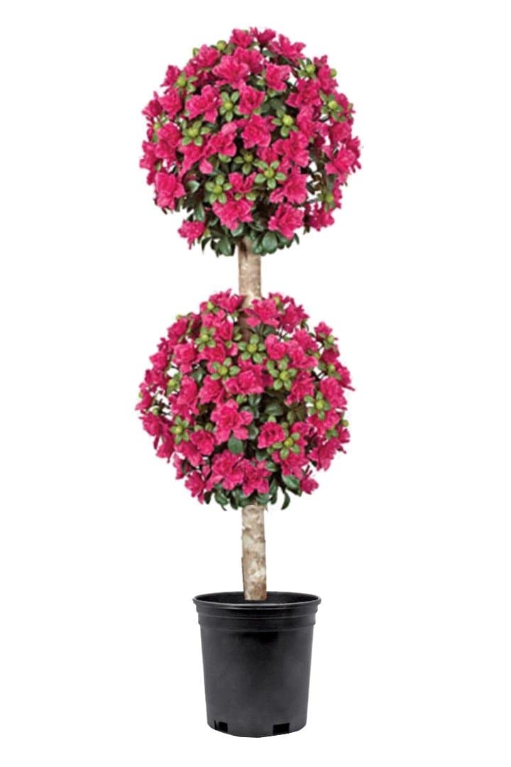 Outdoor Azalea Double Ball Topiary in Grow Pot 60"H - LDF SilkArtificial Flora