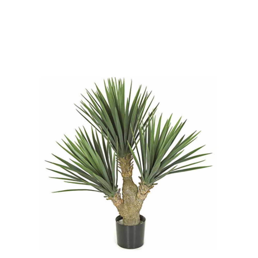 yucca plant in pot outdoors Outdoor Baby Yucca in Grow Pot 28"H