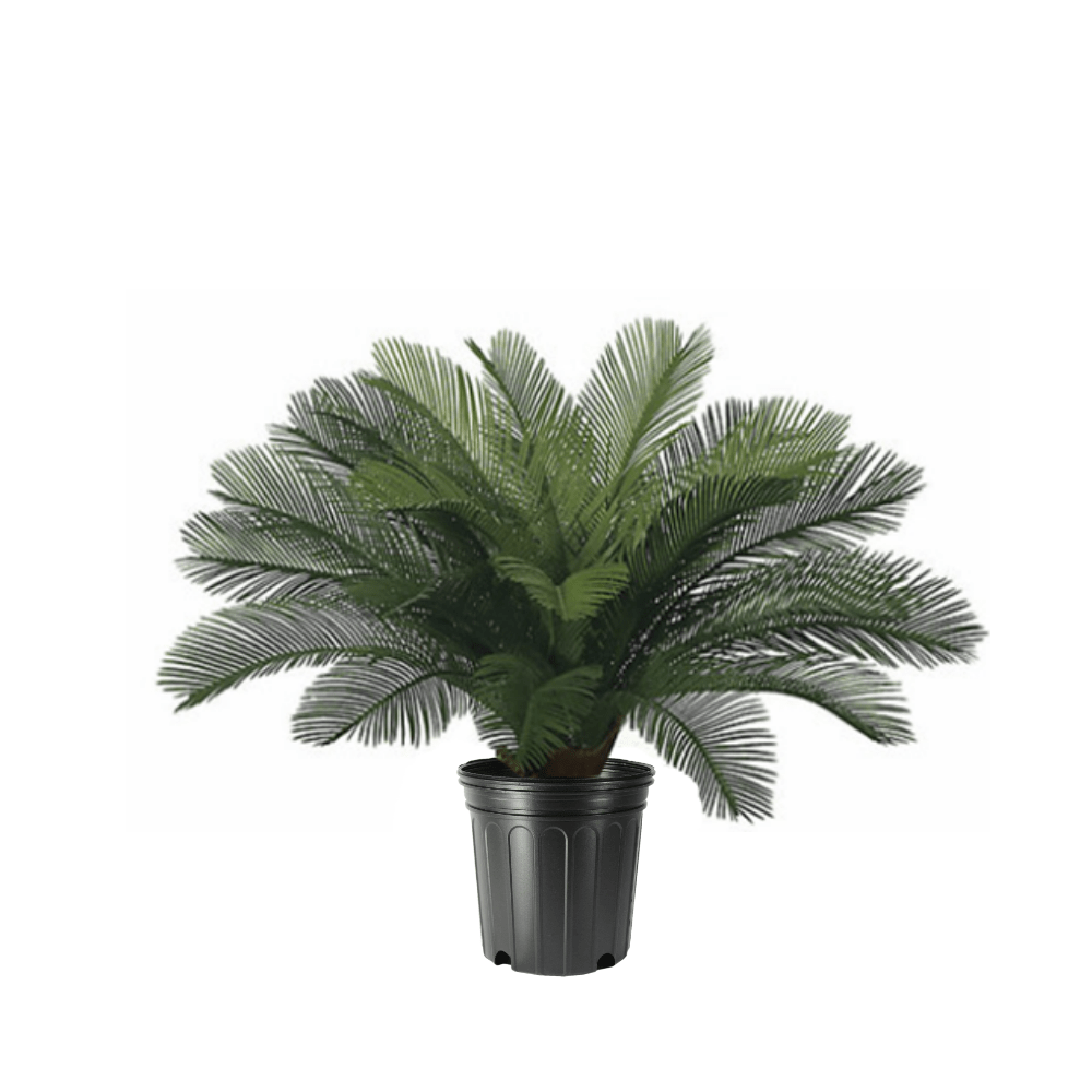 palm tree plant pot outdoor Outdoor Cycas Palm in Growers Pot