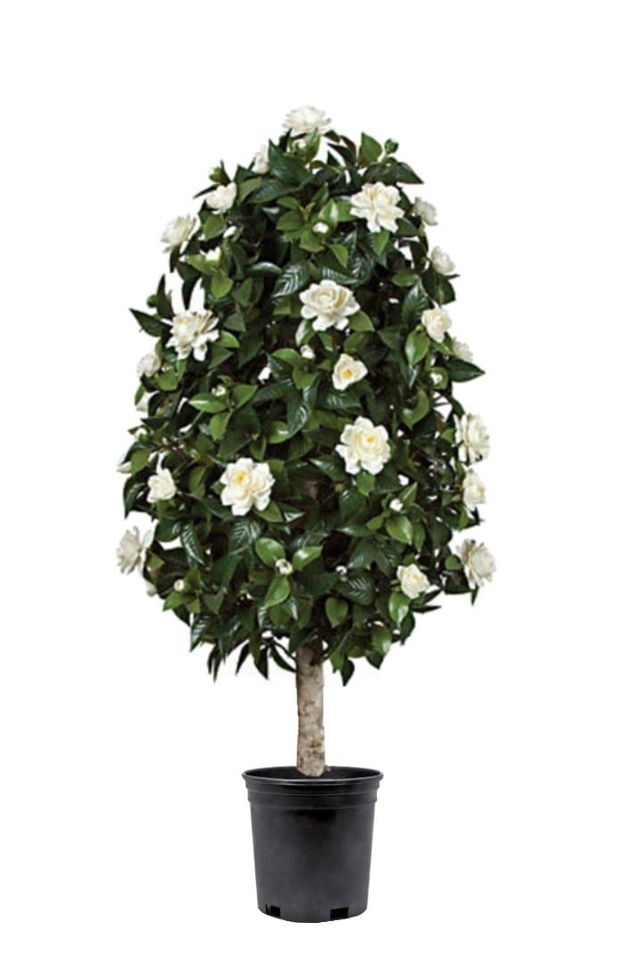 Outdoor Gardenia Plant in Grow Pot 54"H - LDF SilkFlorals