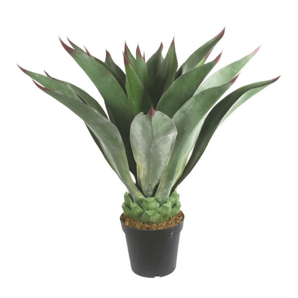 Outdoor Giant Aeonium in Grow Pot 39"H - LDF Silk