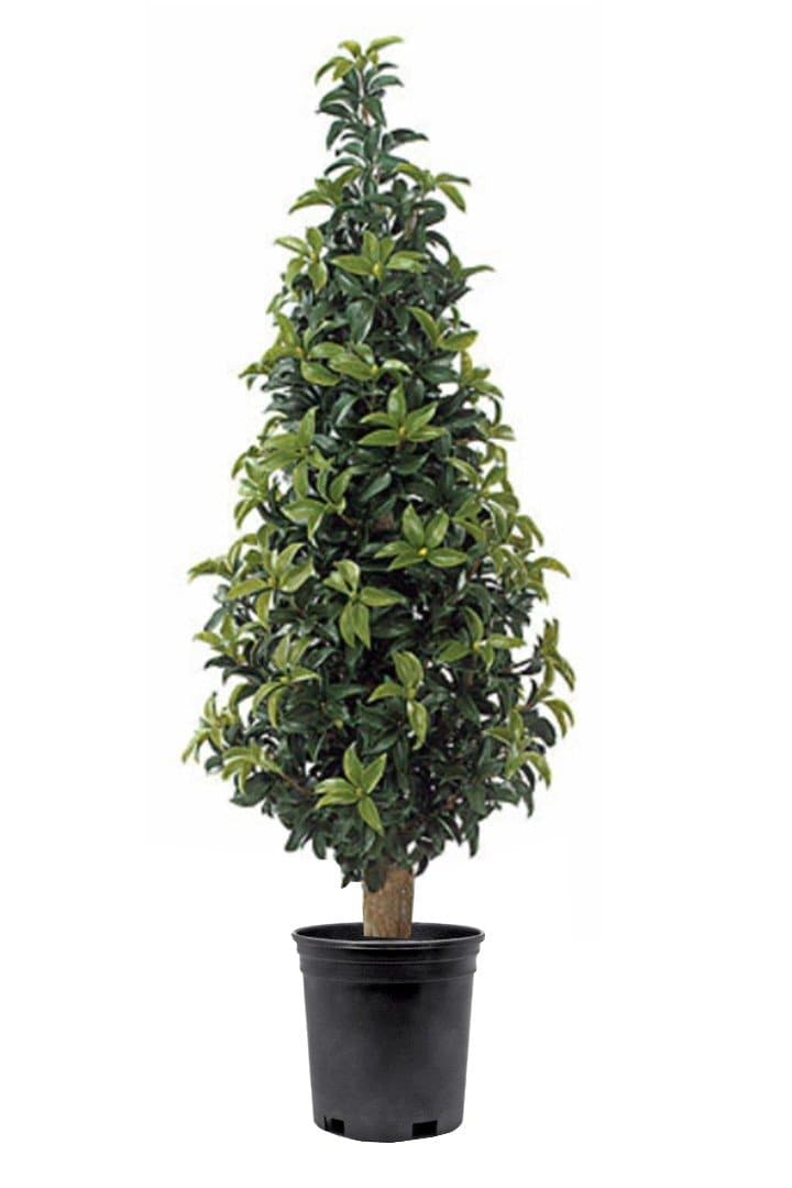 Outdoor Laurel Plant in Grow Pot 5'H - LDF Silk