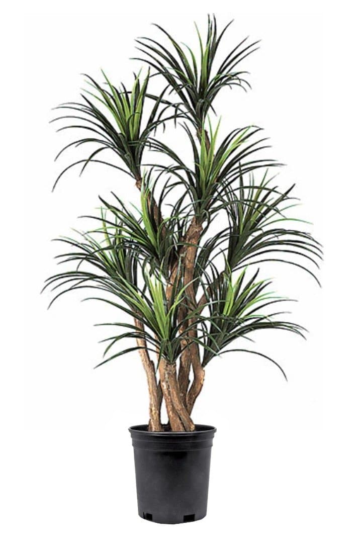 Outdoor Liriope Plant in Grow Pot 60"H - LDF Silkplants
