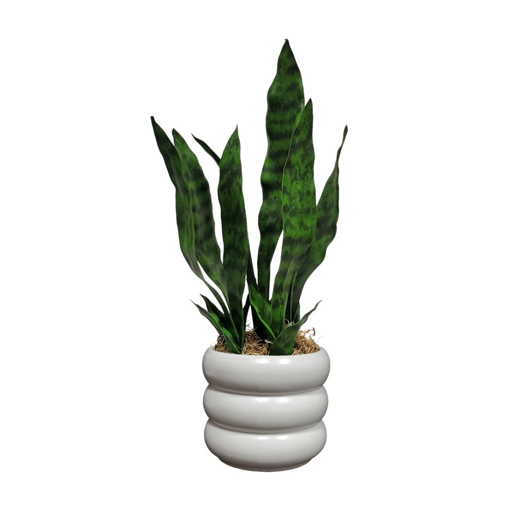 sansevieria in spanish Sansevieria with Spanish Moss in Ceramic 18"H