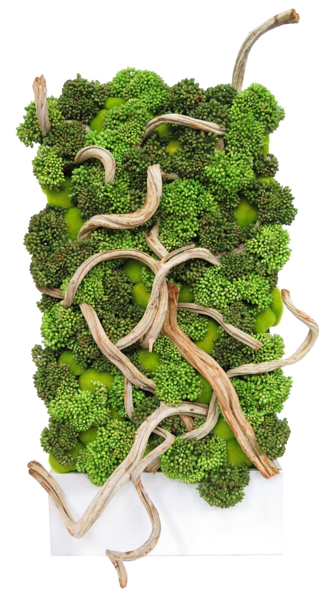 Sedum Clusters with Moss Rocks and Twisted Vines in Planter - LDF Silksucculents
