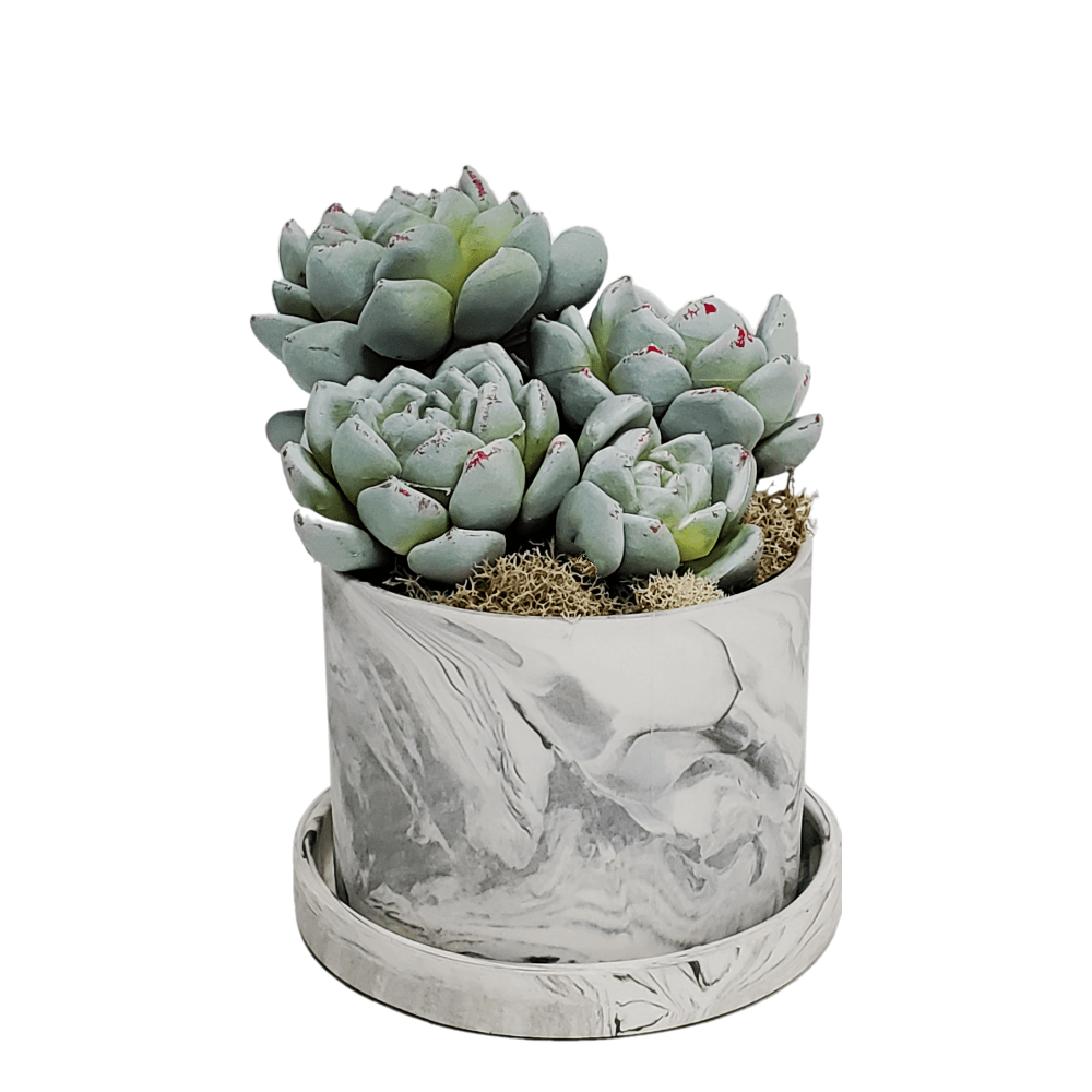 grey succulent pot Succulent in Ceramic 6"H