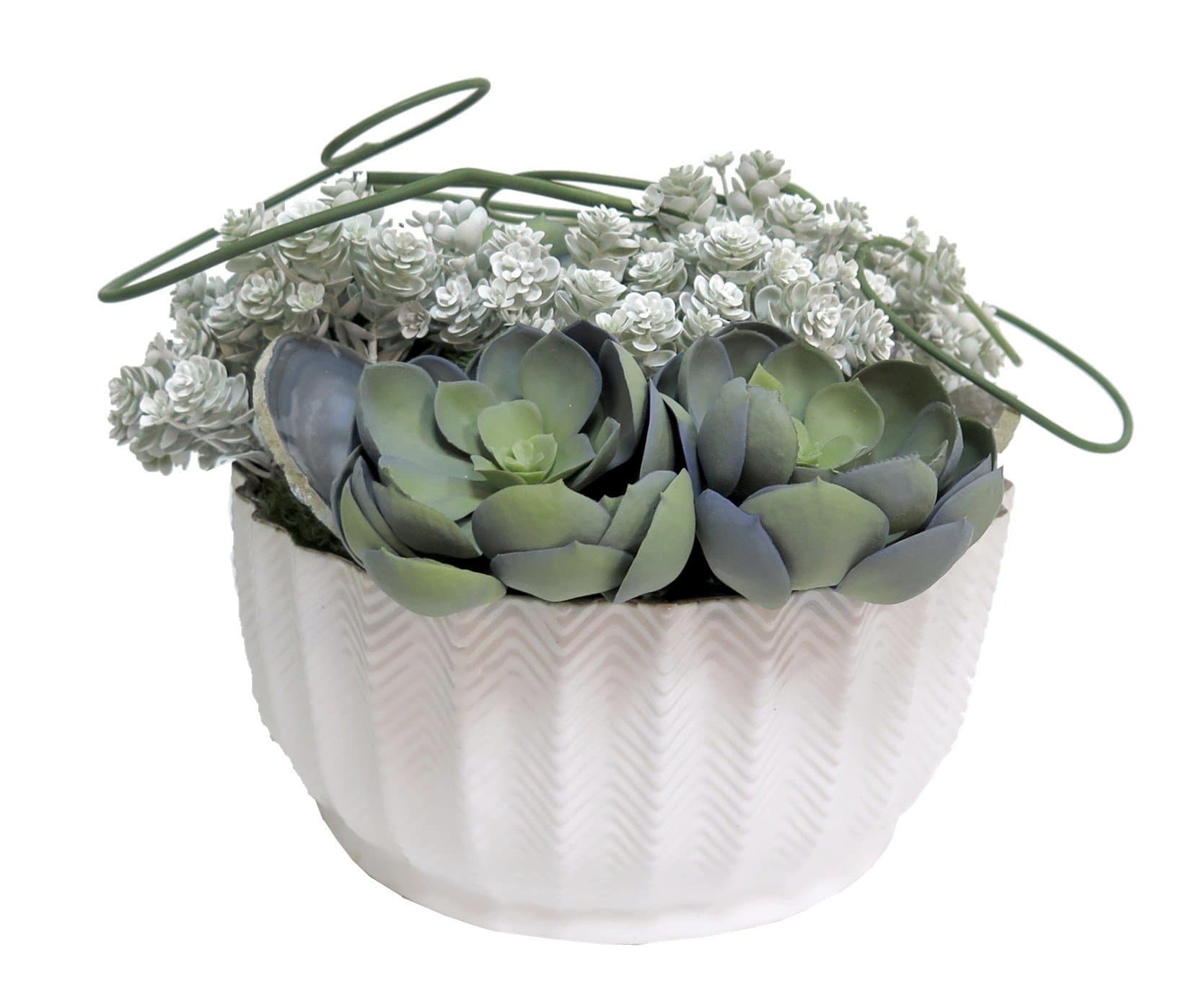 chive ceramic succulents Succulents with Looped Chive in White Ceramic
