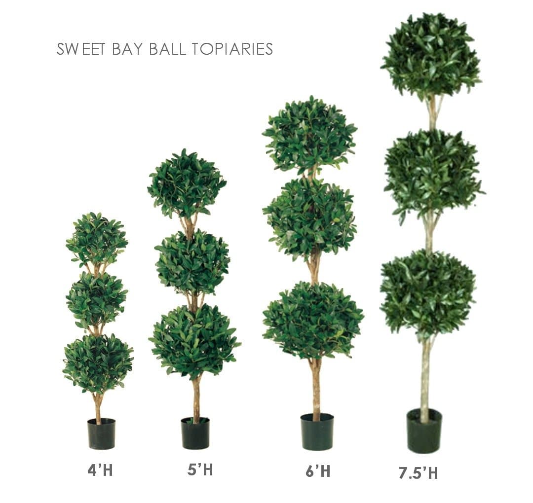 Triple Sweet Bay Ball Topiary
