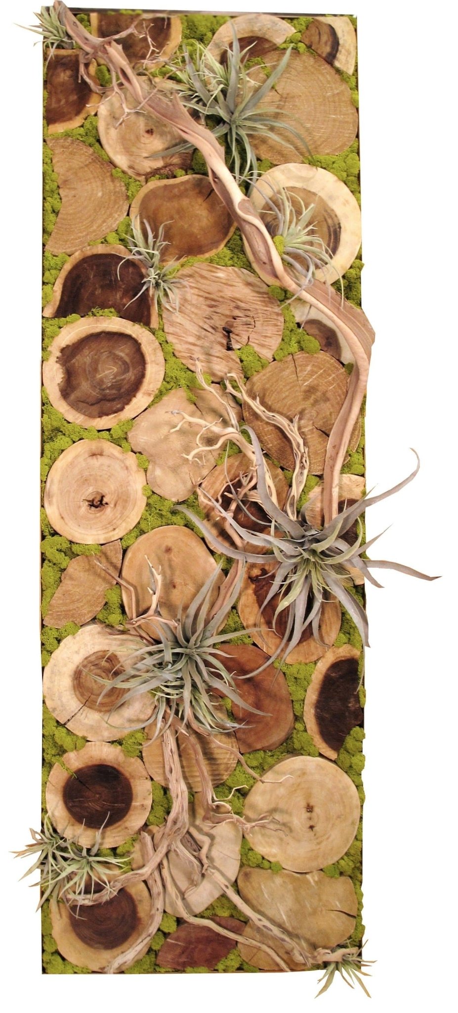 Wall Art Featuring Wood Slices with Tillandsia and Reindeer Moss in Metal Frame - LDF SilkSucculent