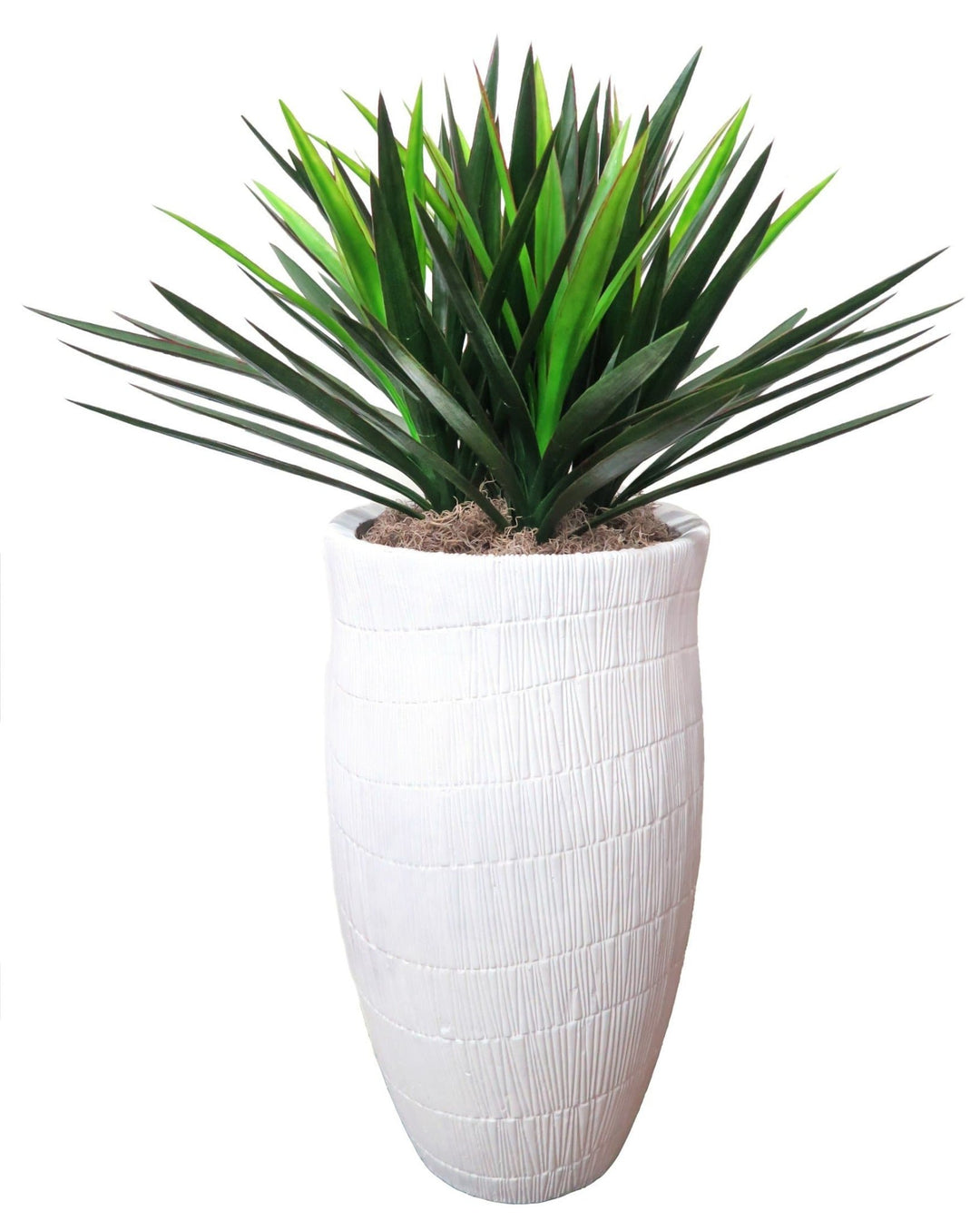 Yucca with Spanish Moss in Ceramic Planter 46"H - LDF SilkSucculent
