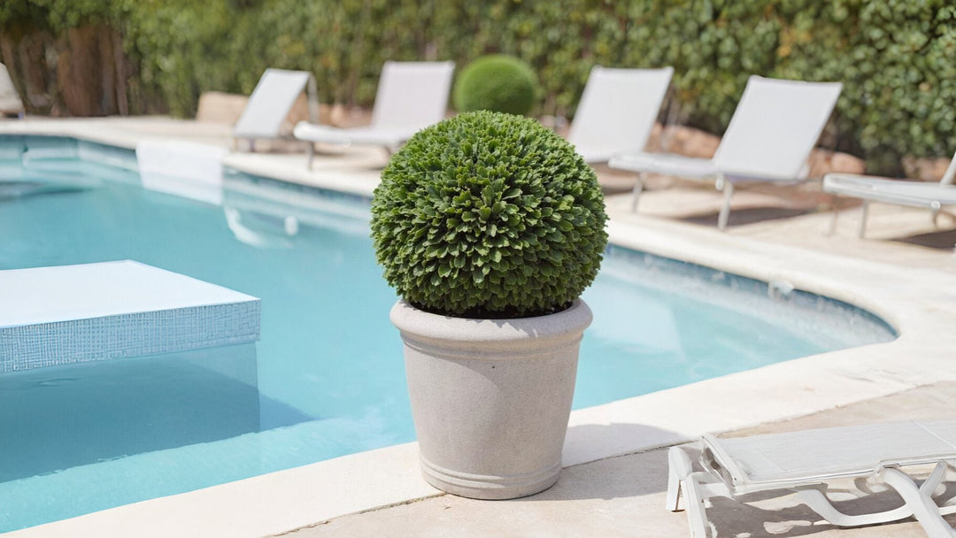 Outdoor Plants - LDF Silk