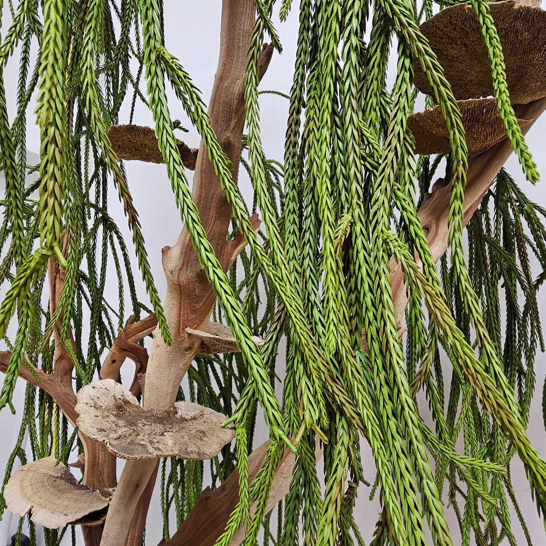 Specialty Manzanita with Dried Mushrooms and Hanging Clubmoss 72"H X 48"W X 30"D