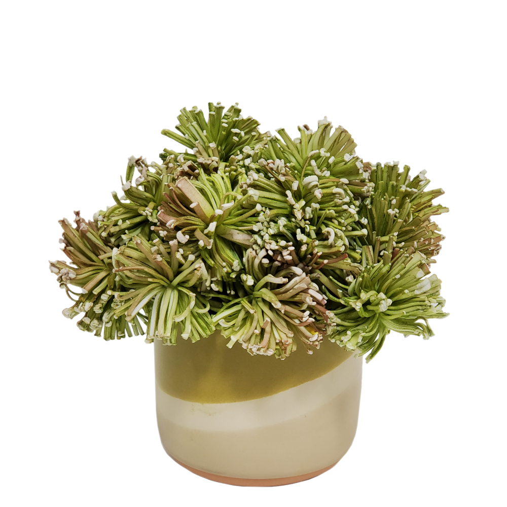 Foam Pom Poms in Ceramic 6" H