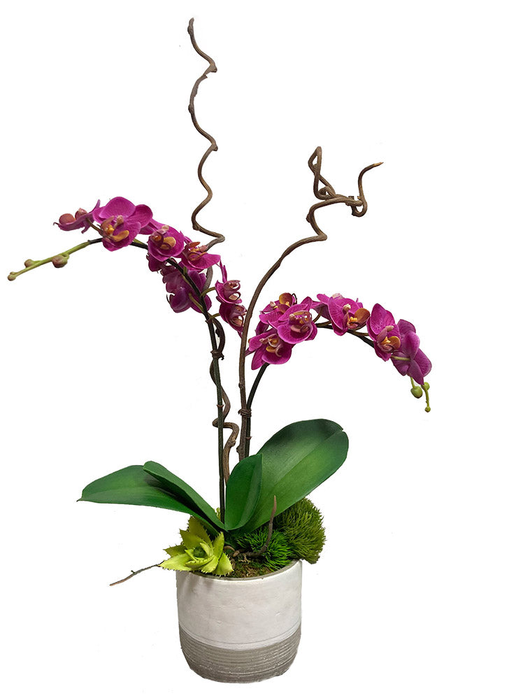 Phalaenopsis Orchids with Leaves and Succulent in Planter FH: 25"