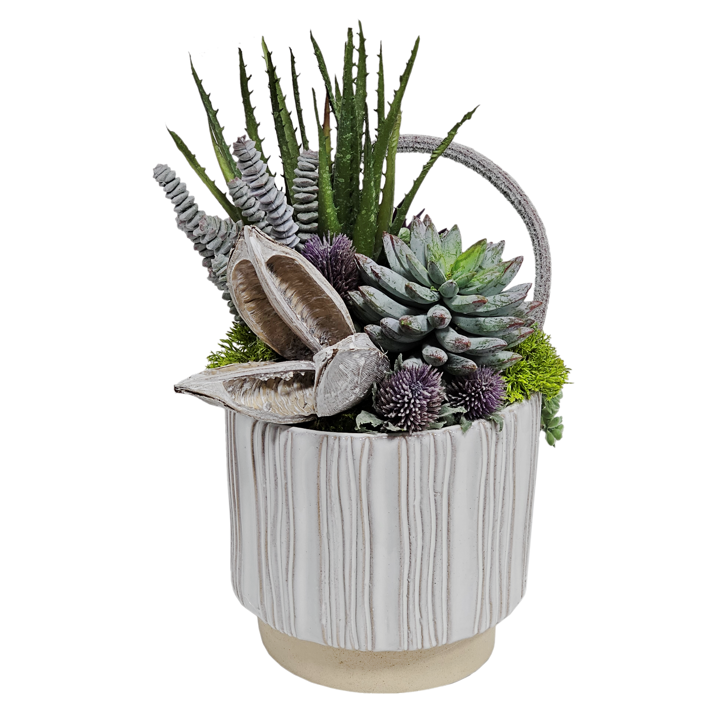Aloe, Donkey Tail, White Wash Sora Pod and Succulents in Ribbed White