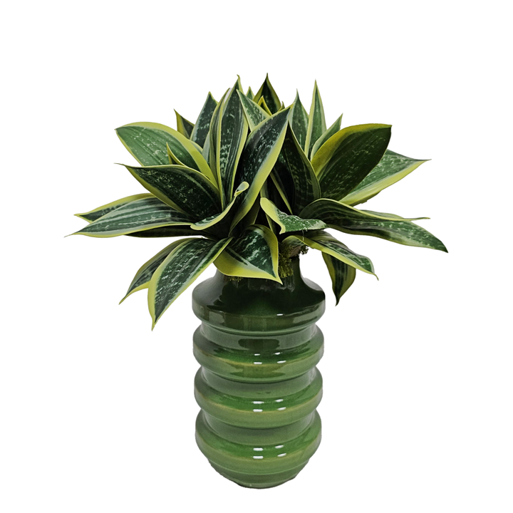 Succulents in Ceramic Vase. 15"H